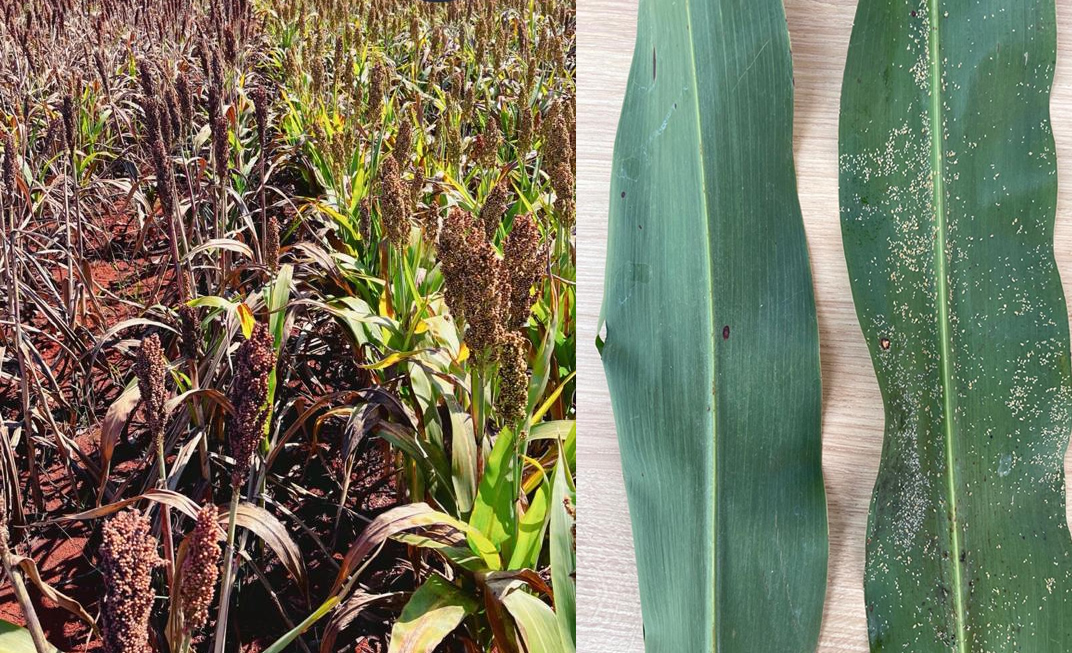 Híbrido tolerante ao pulgão reduz prejuízo nas plantações de sorgo